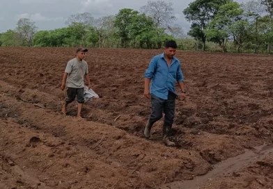 seguridad alimentaria, nicaragua, gobierno de nicaragua, cultivos, nandaime, granada, producción, seguridad, nicaragua, seguridad alimentaria,