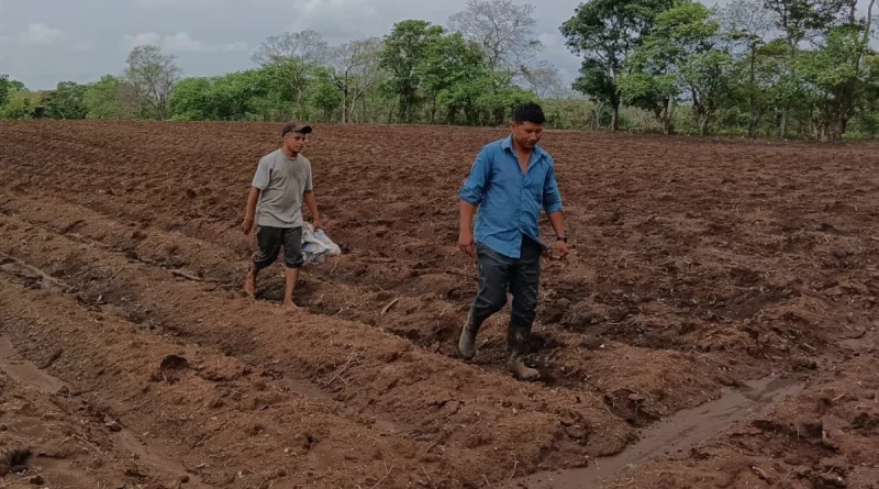 seguridad alimentaria, nicaragua, gobierno de nicaragua, cultivos, nandaime, granada, producción, seguridad, nicaragua, seguridad alimentaria,
