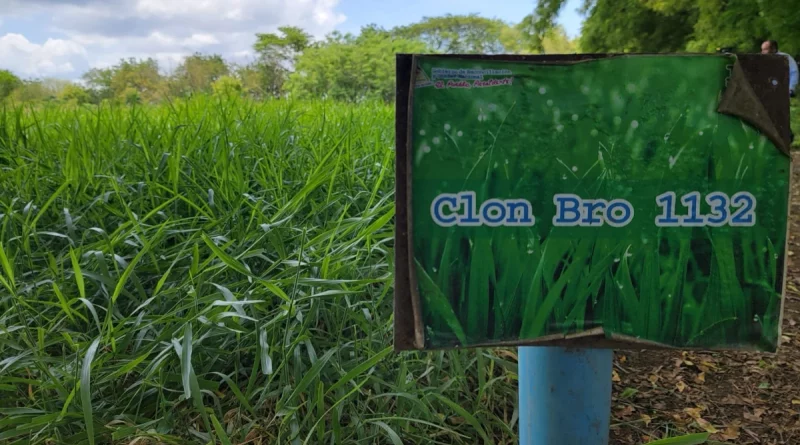 productores, consumo, comercio, Managua, nicaragua, San Francisco libre, comercio, cosecha, técnicas, pastos,