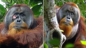Rakus, orangután, cura, sana, trata, herida, tratarse su herida, medicina natural, aplica, estudio, estudio, científicos, Indonesia,
