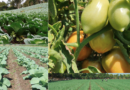 nicaragua, buena cosecha, hortalizas, mayo 2024, producción