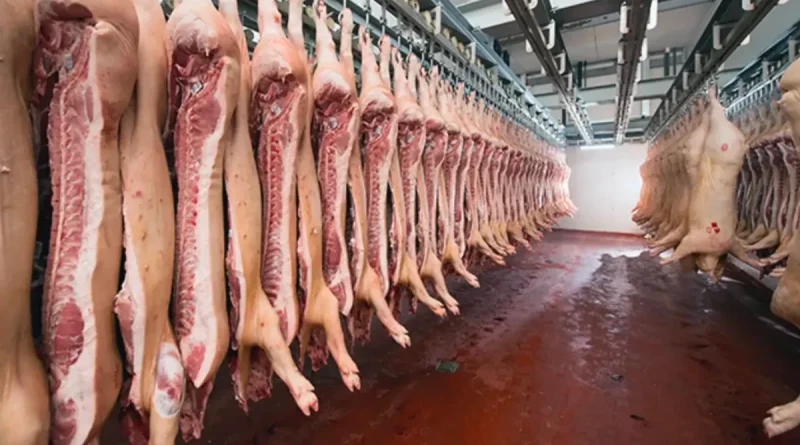 cecimeinto, carne porcina, Nicaragua, consumo y comerci, nicaragua, producción, estrategias, Nicaragua, carne porcina,