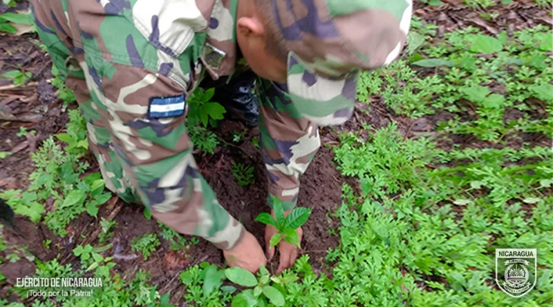 nicaragua, ejetcito de nicaragua, jornada de reforestacion, chontales,