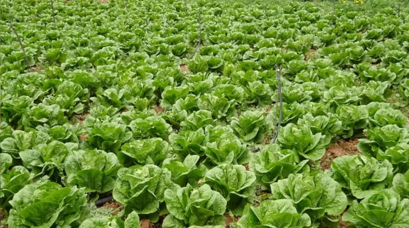cosecha, hortalizas, nicaragua, junio, cosechas, lechuga, tomate, chiltoma, lechuga, consumo y comercio