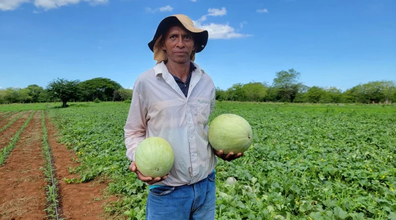 inta, productos agrícolas, san francisco libre, managua, rotación de cultivos