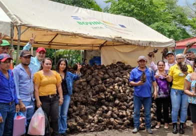 mefcca, nueva guinea, costa caribe sur, nicaragua, platanos