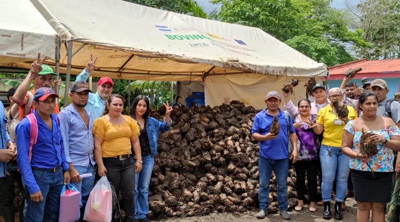 mefcca, nueva guinea, costa caribe sur, nicaragua, platanos
