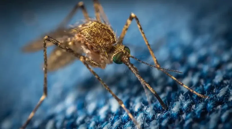 nicaragua, minsa, informe epidemiologico, dengue, mosquito, influenza