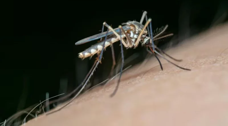 minsa, salud, mina, reporte, menos contagios, malaria, Nicaragua, ministerio de salud, zancudos, nicaragua Managua. minsa, salud,
