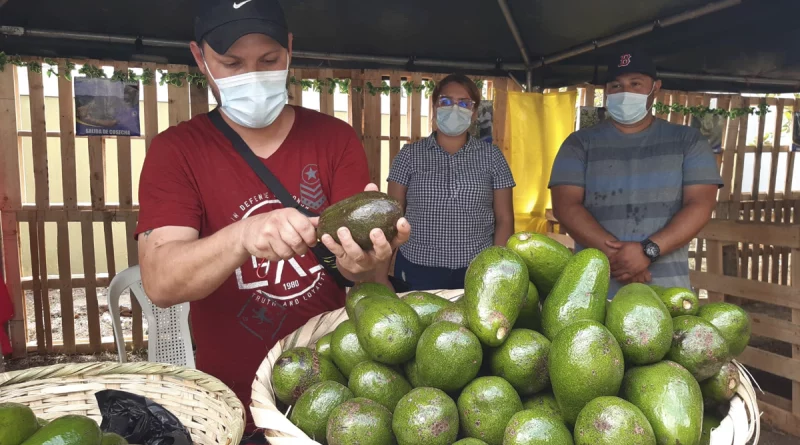 nicaragua, produccion de aguacate, incremento de produccion,