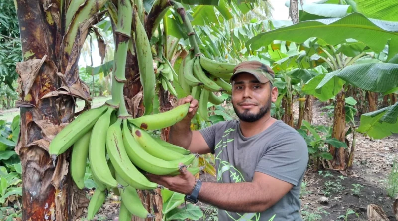 productores de platano, nicaragua, nuevas tecnológicas, mejorar calidad, nicaragua, inta