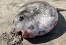 pez luna, pescado, varado, viral ,Oregon, Estados Unidos