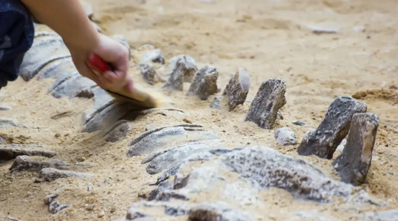 Brasil, dinosaurio, fósil, descubren, fósil de dinosaurio, investigadores,