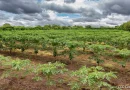 inta, cultivo, nicaragua, productores, consumo y comercio,
