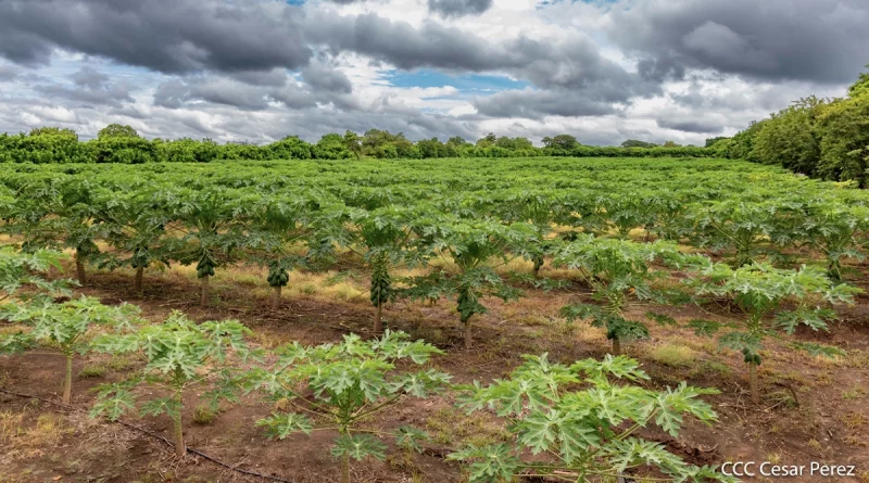 inta, cultivo, nicaragua, productores, consumo y comercio,