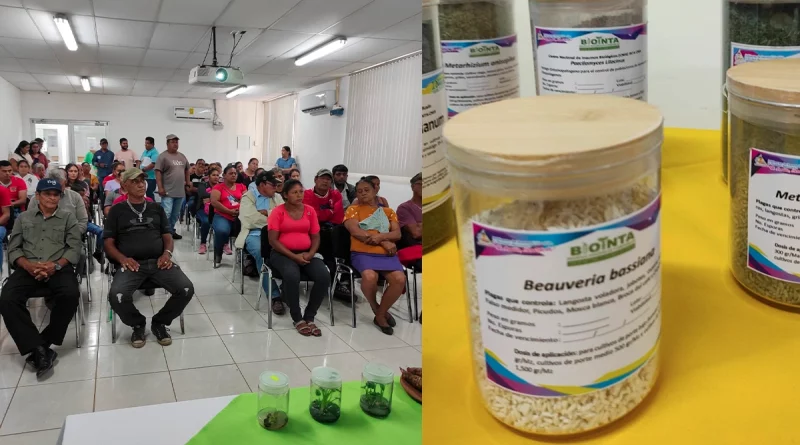nicaragua, inta, productores,