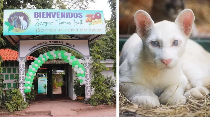 puma albina, felino, Itzae, Juigalpa, Chontales, celebra, primer año de vida, cumpleaños, Zoológico Thomas Belt, prepara, la puma albina, pequeña puma albina, fauna, Nicaragua, conservación,