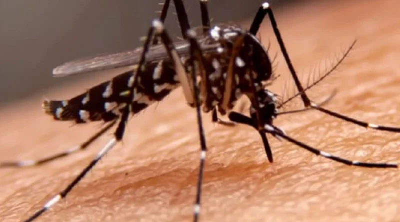 mosquito, dengue, malaria, minsa, salud, ministerio de salud, managua, nicaraga, gobierno de nicaragua, ministerio de salud, salud, minsa,