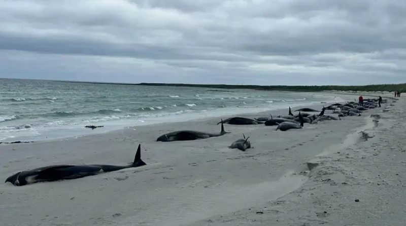 Escocia, playa, ballenas, varadas, varamiento masivo, mueren, calderones,