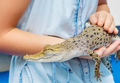 Tailandia, cocodrilo, crias, ni;a, viral