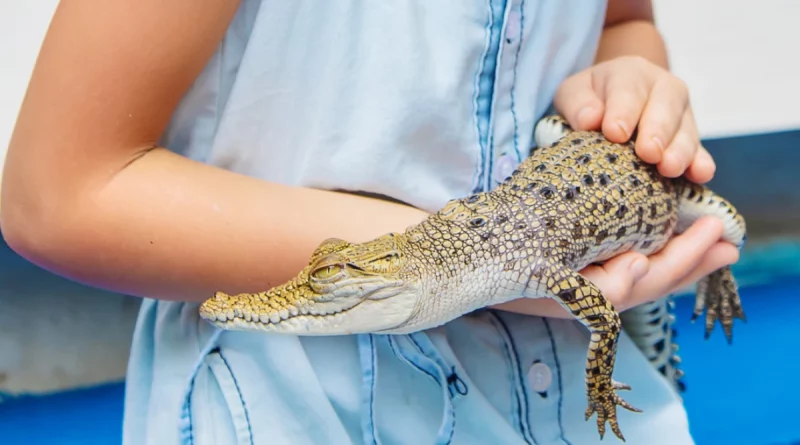 Tailandia, cocodrilo, crias, ni;a, viral