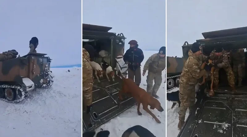 Argentina, rescate, salvan, peón rural, perros, La Verdadera Argentina, El Calafate, varados, nieve, aislados, soldados, ejército de Argentina,