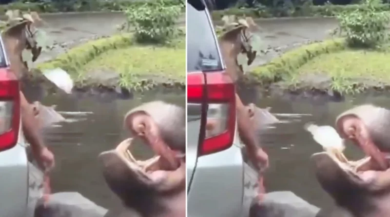incidente, indonesia, hipopótamo, peligro, parque de indonesia, turista,
