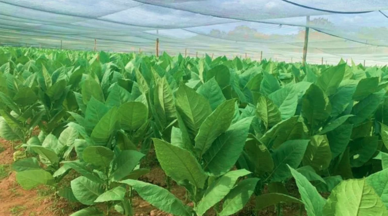 tabaco, nicaragua, mag, consumo y comercio, ciclo,