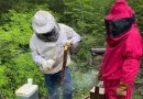 gobierno de nicaragua, programa de vigilancia epidemiologica, abejas, colmenas, miel, produccion de miel, exportacion de miel, union europea, costa rica, apicultura, buenas practicas apicolas, estatus sanitarios, sector apicola, agroindustria nicaraguense, apicultores, economia nacional, mercados internacionales, vigilancia epidemiologica apicola,