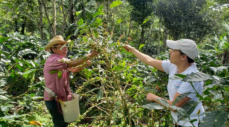 nicaragua, ipsa, productos organicos, produccion,
