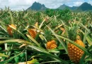 producción de piña, Nicaragua, gobierno d Nicaragua, piña, protección, Nicaragua,
