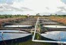 ipsa, nicaragua, camaron, vigilancia y sanidad, produccion acuicola,