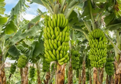 producción de plátano, nicaragüa, nicaragüa, gobierno de nicaragüa, producciones de plátano, nicaragüa, buena producción, de plátano,