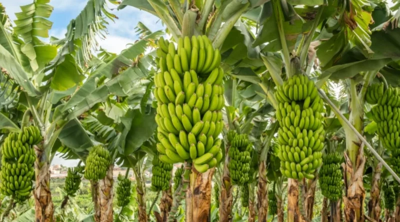producción de plátano, nicaragüa, nicaragüa, gobierno de nicaragüa, producciones de plátano, nicaragüa, buena producción, de plátano,