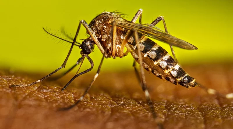 dengue, minsa, nicaragua, malaria, neumonia