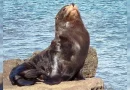 lobo marino, marena nicaragua, fuerza naval de nicaragua, playa el astillero, tola rivas, turismo nicaragua, fauna nicaragua, ecosistemas marinos
