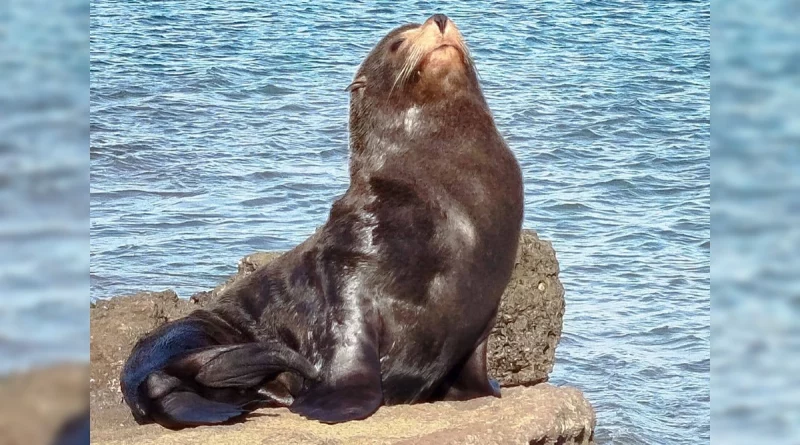 lobo marino, marena nicaragua, fuerza naval de nicaragua, playa el astillero, tola rivas, turismo nicaragua, fauna nicaragua, ecosistemas marinos