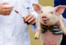 china, realiza, primer, trasplante, higado, cerdo, transgenico, humano, geneticamente, modificado, mundo, tasplantar,