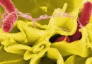 cientifico, chinos, crean, bacteria, revolucionaria, tratamiento, cancer, desarrollada, geneticamente, modificada, terapia, tratamiento,