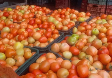 consumo y comercio, tomates nicaragua, gobierno de nicaragua