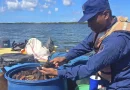 ejerrcito de nicaragua, pepinos de mar, nicaragua, costa caribe sur,