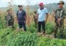 marihuana, Nueva Segovia,nicaragua, plantio de marihuana