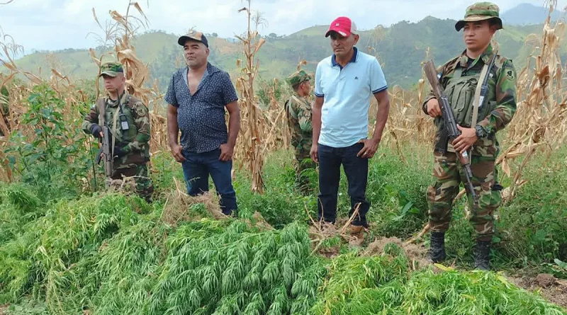 marihuana, Nueva Segovia,nicaragua, plantio de marihuana