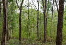 desarrollo forestal rivas, reserva silvestre finca el aguacate, plantaciones forestales sostenibles, conservación biodiversidad rivas, aprovechamiento sostenible madera, industria forestal nicaragua, marena nicaragua, san juan del sur nicaragua, rivas