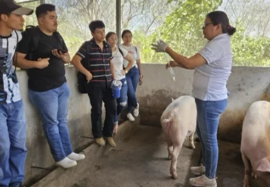 nicaragua, chontales, inta, produccion porcina, capacitacion tecnologica,