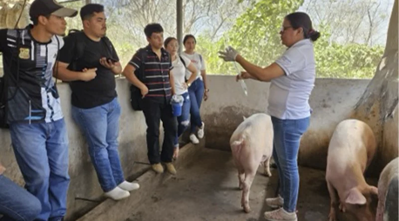 nicaragua, chontales, inta, produccion porcina, capacitacion tecnologica,