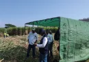 producción, caña de azúcar, IPSA, fitosanitario, vigilancia, protección, Nicaragua, producción, cultivo de caña, caña de azúcar,