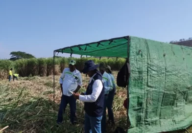 producción, caña de azúcar, IPSA, fitosanitario, vigilancia, protección, Nicaragua, producción, cultivo de caña, caña de azúcar,