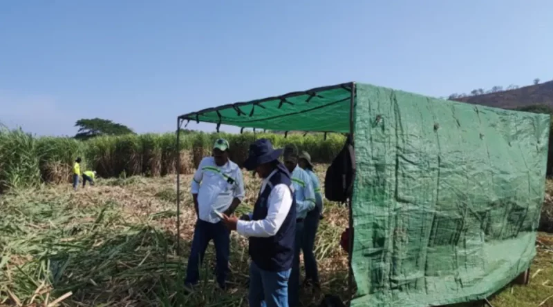 producción, caña de azúcar, IPSA, fitosanitario, vigilancia, protección, Nicaragua, producción, cultivo de caña, caña de azúcar,