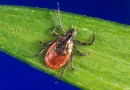 garrapata, picadura, sufre, carne de mamífero, alergia, adquirió, salud,